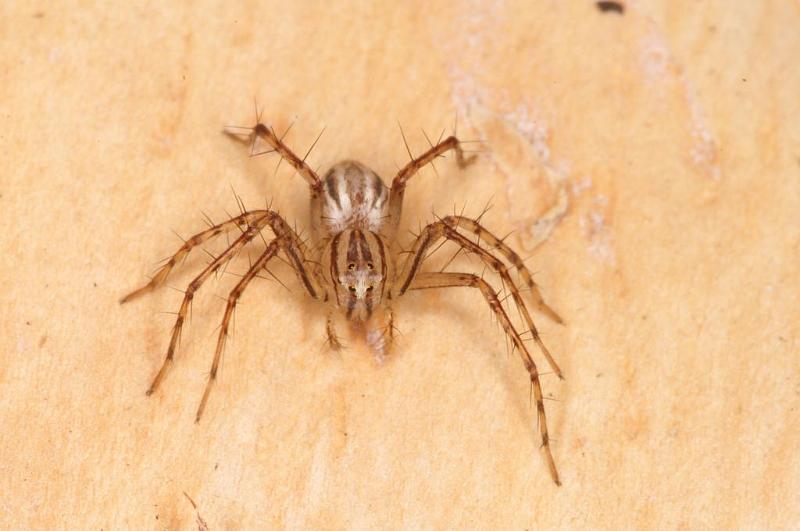 Oxyopes_elegans_D7976_Z_89_North Stradbroke island_Australie.jpg